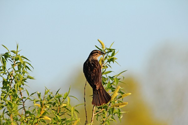 Juvenile Red Winged Blackbird by Deb Oppermann